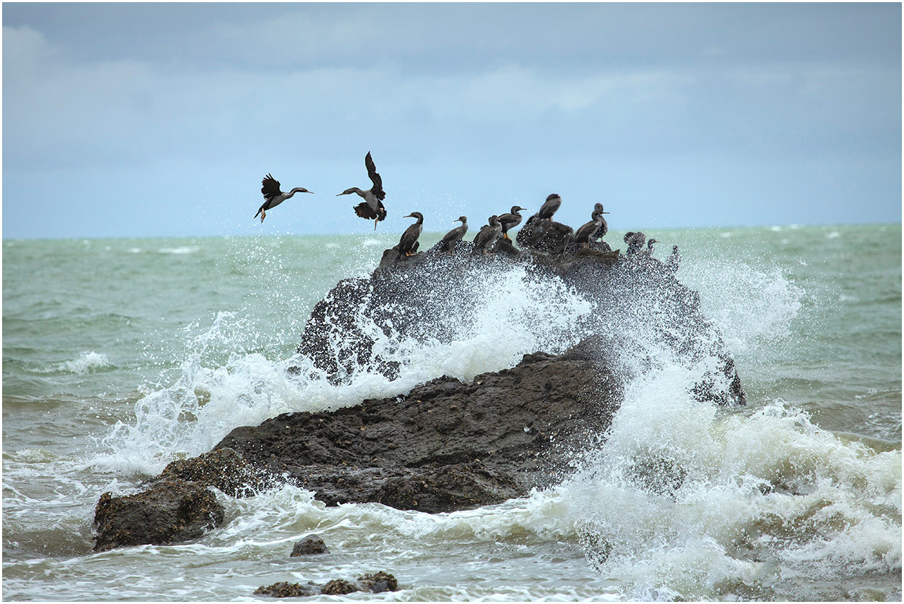 Birds on the reef